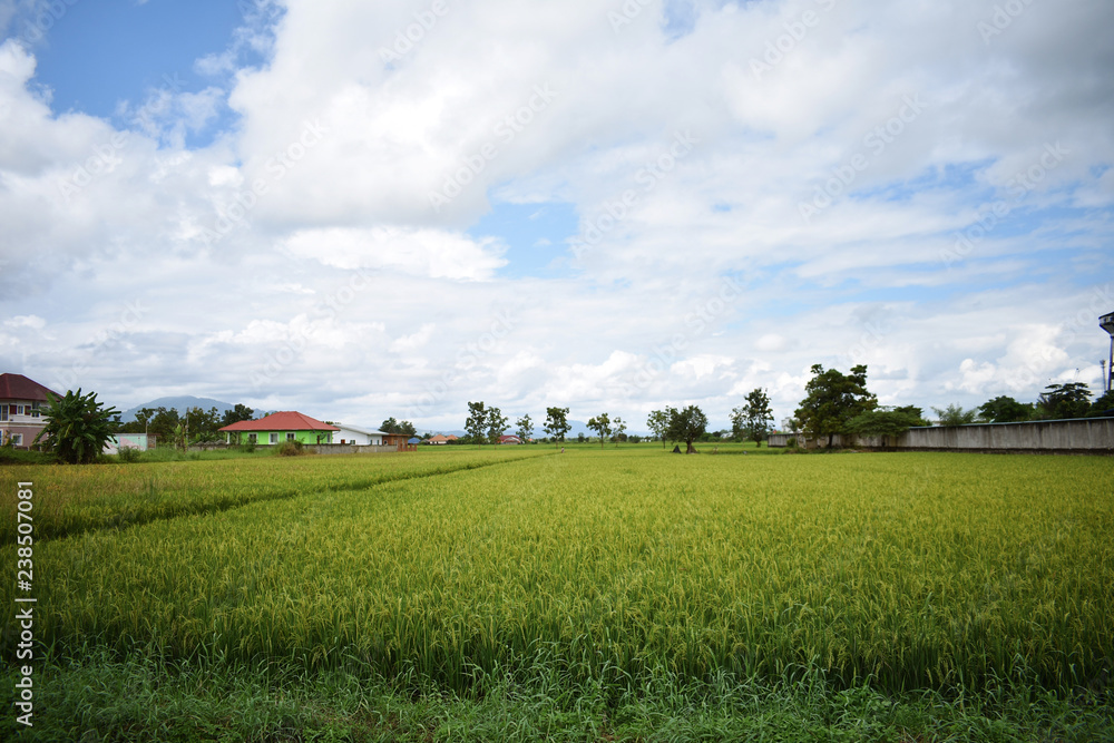 Green rice field on village background, season of grow rice