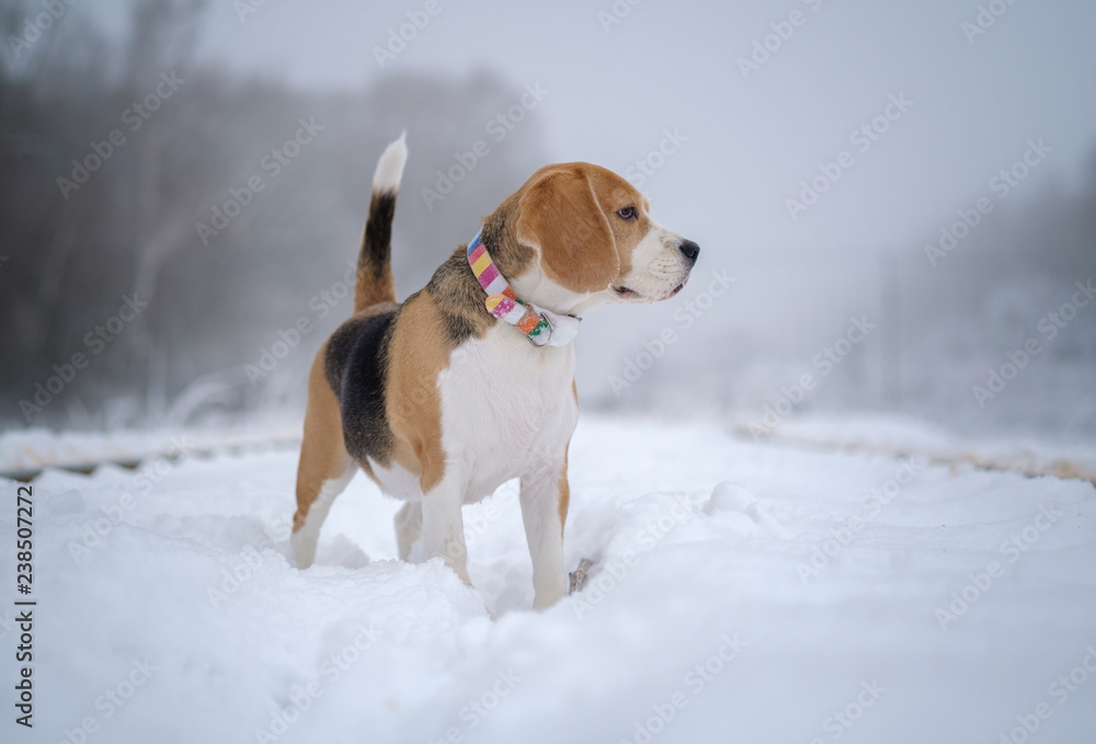 dog Beagle in the fog on a winter day for a walk dog Beagle in the fog on a winter day for a walk