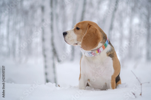 dog Beagle in the fog on a winter day for a walk © androsov858
