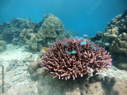 Many fish with sea coral reef and hard corals, fishes and sunny sky shining through clean water, underwater photo.