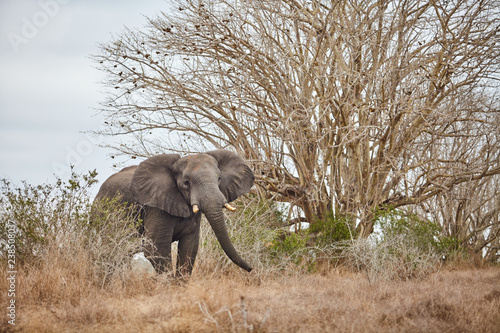 Quissam   Park Elephant