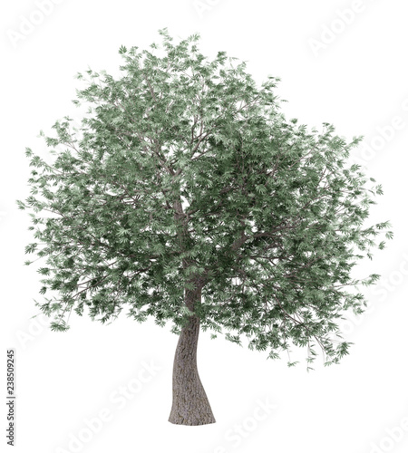 olive tree isolated on white background