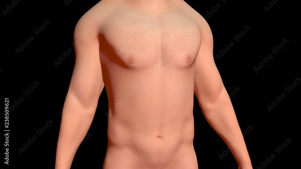 Skin Problems :healthy skin on torso . 3d render