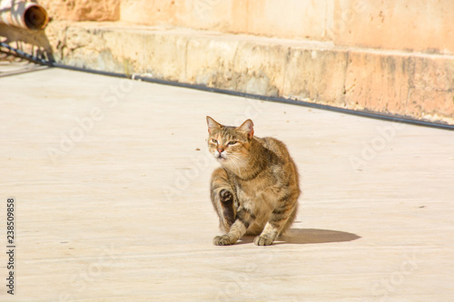 View of Brown yellow cat on the street in Valletta ,Maltese cat. Malta