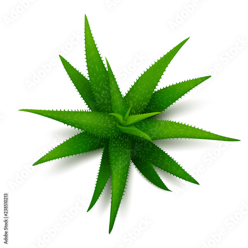 Aloe plant with shadow on white background. Top view. Realistic vector illustration.