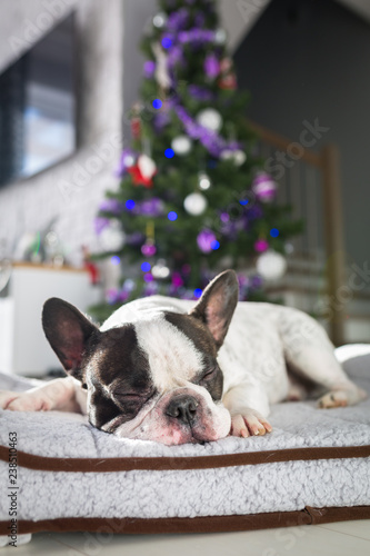 French bulldog lying down under the christmas tree