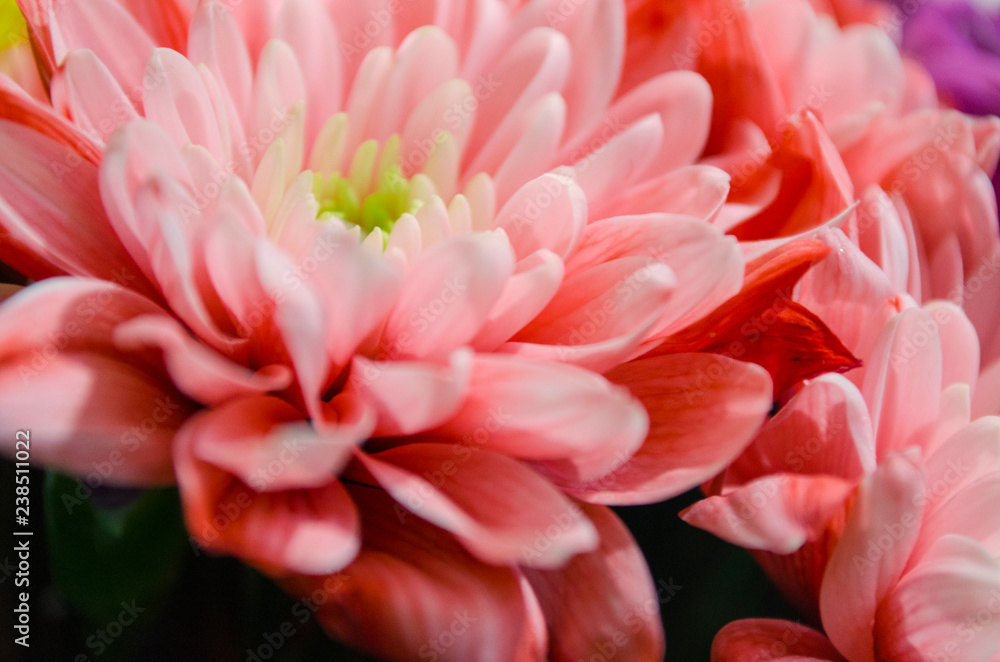 pink pink