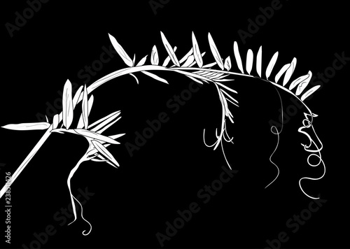 wild plant silhouette with curls isolated on black