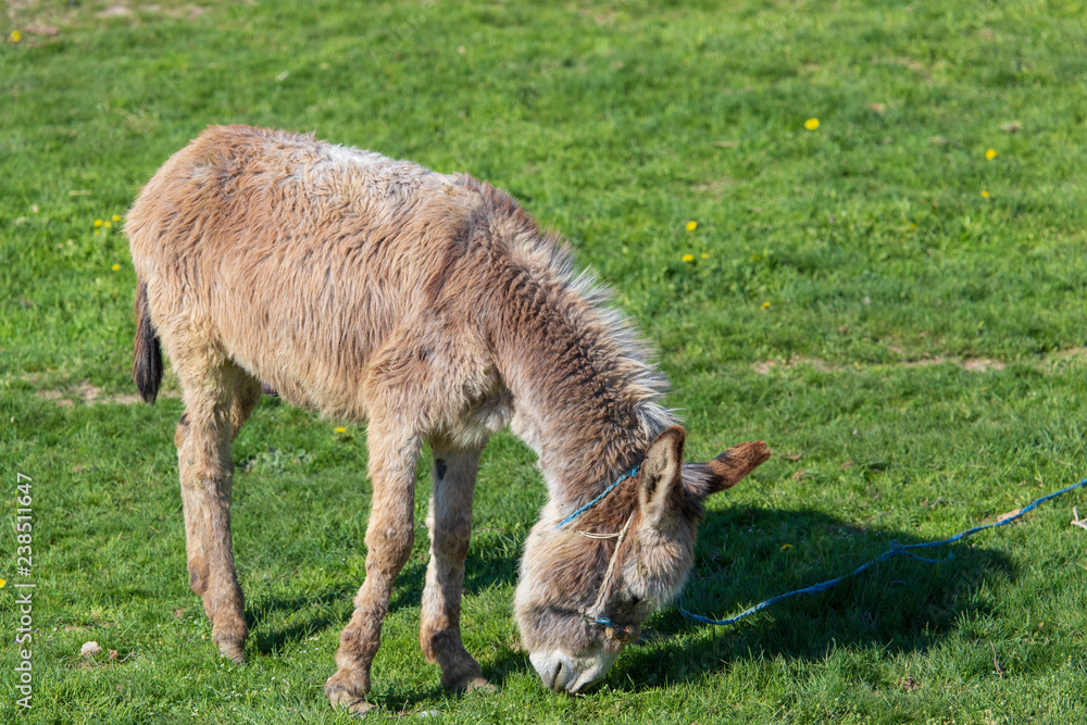 Donkey grazes on green grass in the steppe Donkey grazes on green grass in the steppe