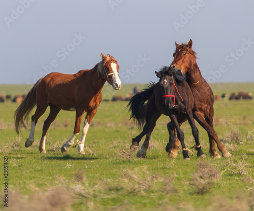 Horses graze in the steppe of Kazakhstan in spring © schankz