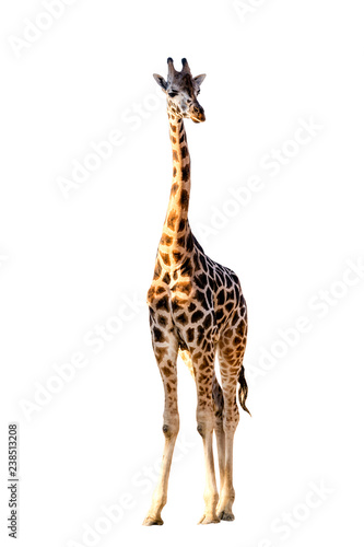 African giraffe isolated on white background. Wild animal.  © Valentin Kundeus