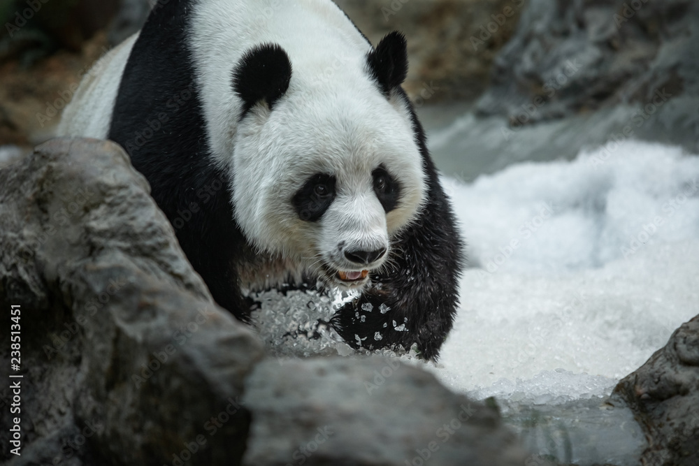 Panda Panda