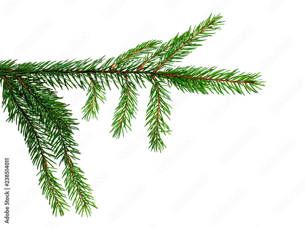 element for decoration of Christmas decor branch of green spruce on a white isolated background