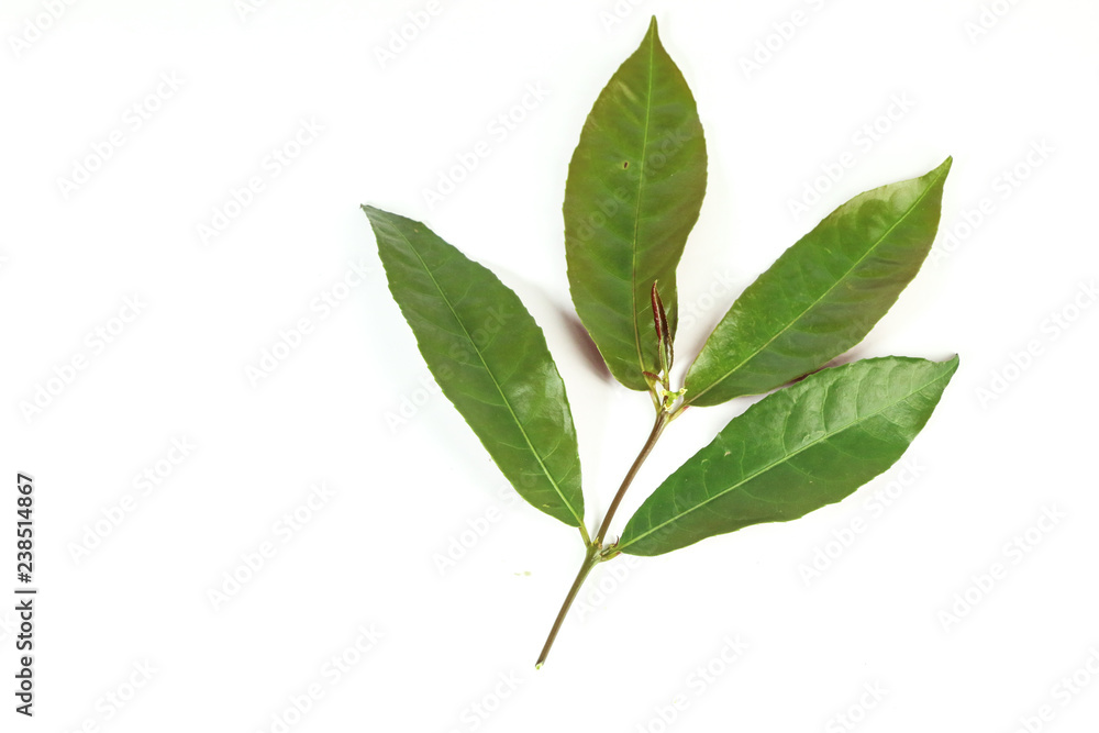 Leaf Picara Close up Leaf Picara Close up