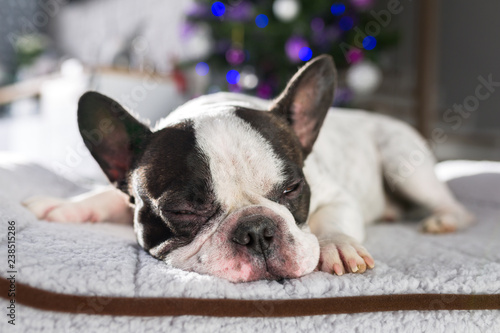 French bulldog sleeping under the christmas tree