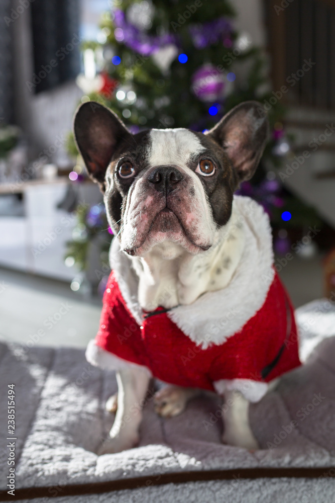 French bulldog in santa costume sitting under the christmas tree