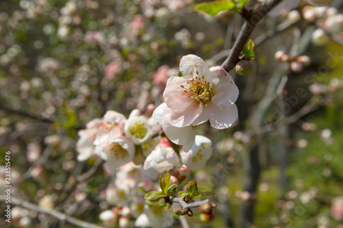 Scenery of spring garden at Tenryu ji temple photo