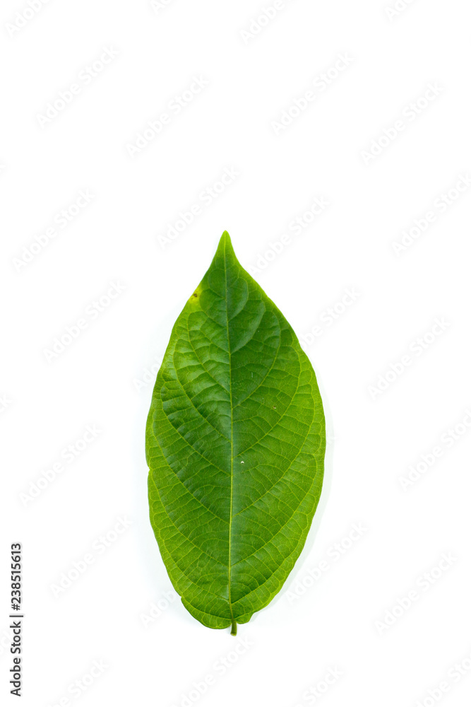 Leaf Rangoon Creeper Close up Leaf Rangoon Creeper Close up