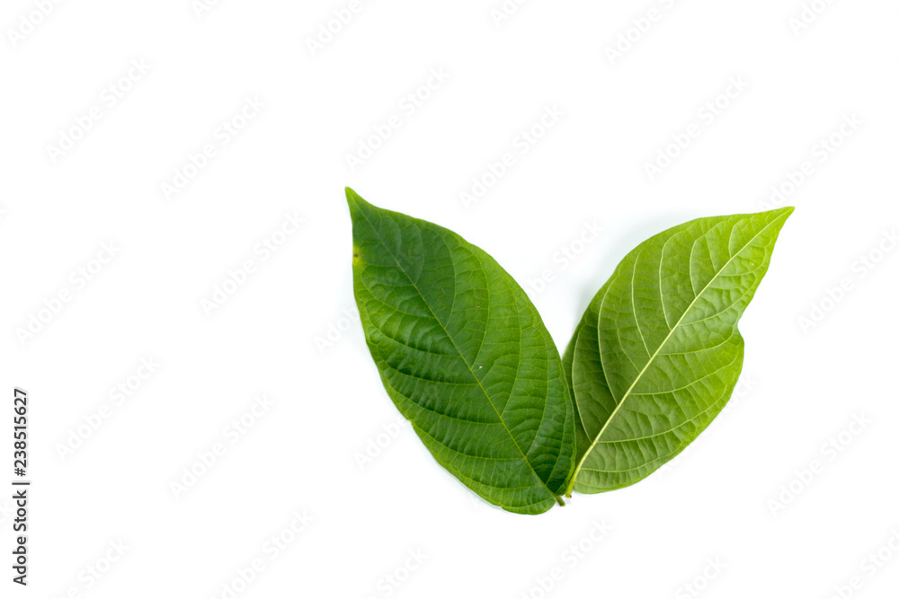 Leaf Rangoon Creeper Close up Leaf Rangoon Creeper Close up