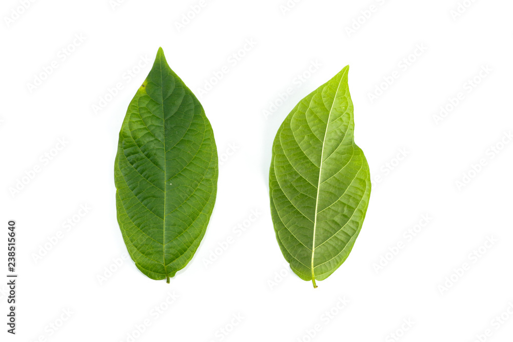 Leaf Rangoon Creeper Close up Leaf Rangoon Creeper Close up