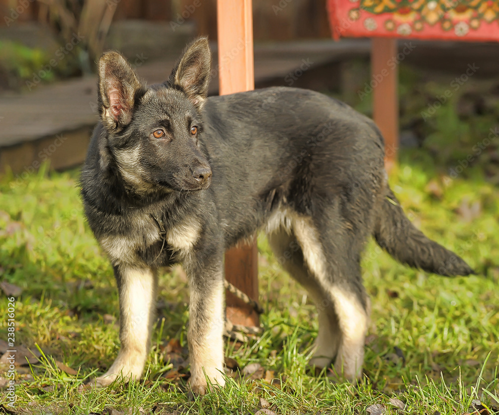 Naklejka premium shepherd puppy on grass background