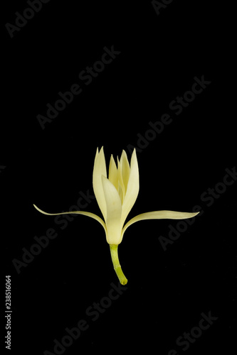 White champaka Close up Black background