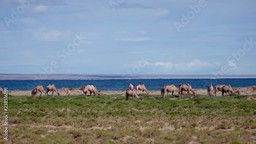 Bactrian camels graze in mongolian desert with lake Durgen Nuur on background. Western Mongolia. photo