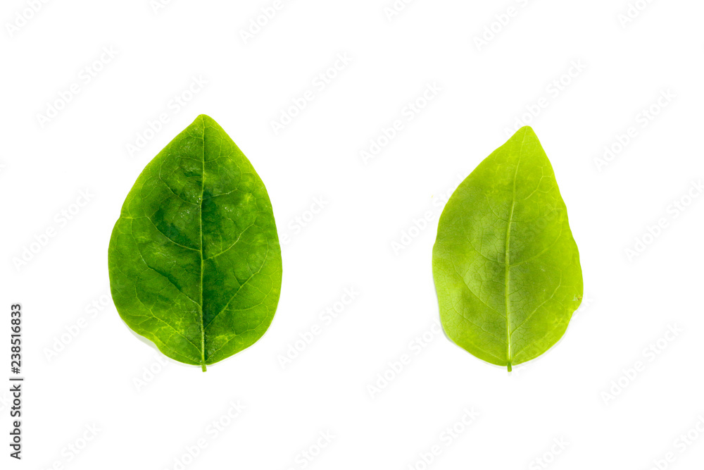 Fototapeta premium Leaf Star gooseberry Close up