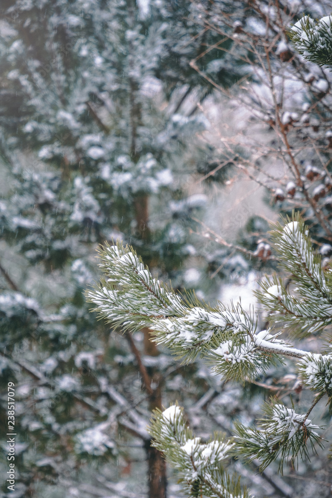 Pine tree branches covered with snow. Frozen tree branch in winter forest. Beautiful winter season background. 