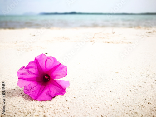 Beautiful purple flower fell on beach at Koh Yao island