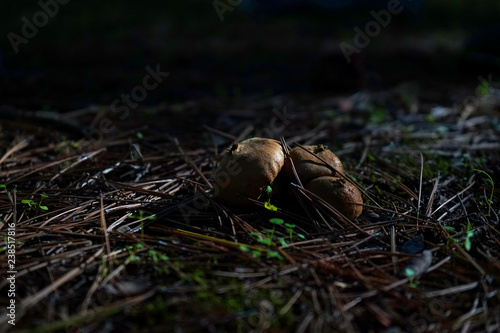Seta Pedo de lobo entre hojas en el bosque