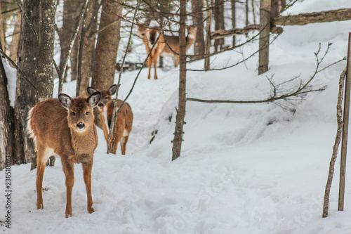 deer in the forest in winter