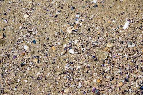 Sand texture. Sandy beach with sea shells for background.
