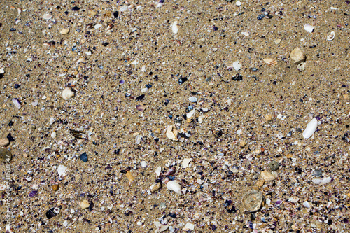 Sand texture. Sandy beach with sea shells for background.