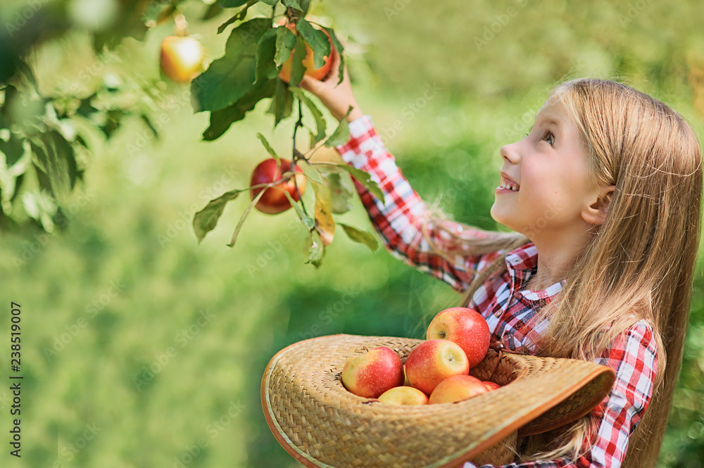 Girl is picking fresh organic apples Stock Photo by Manuta