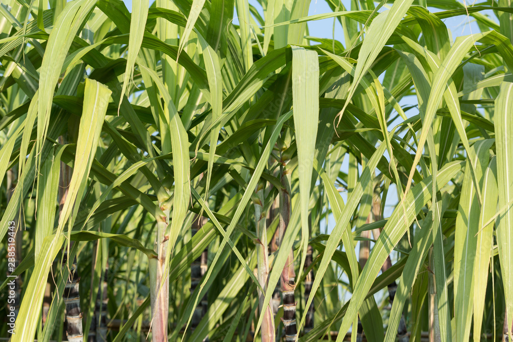 Obraz premium sugarcane plants grow in field