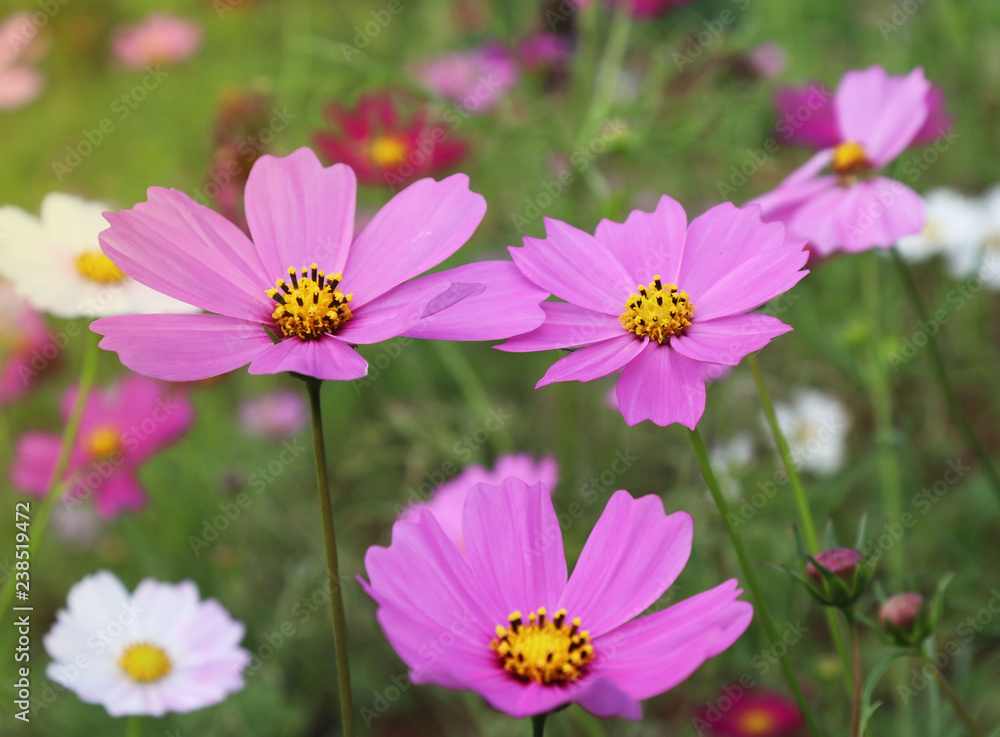 Cosmos flowers of various colors blooming in the fields. Cosmos flowers of various colors blooming in the fields.