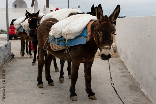Esel wird in Santorini als Transporttier eingesetzt
