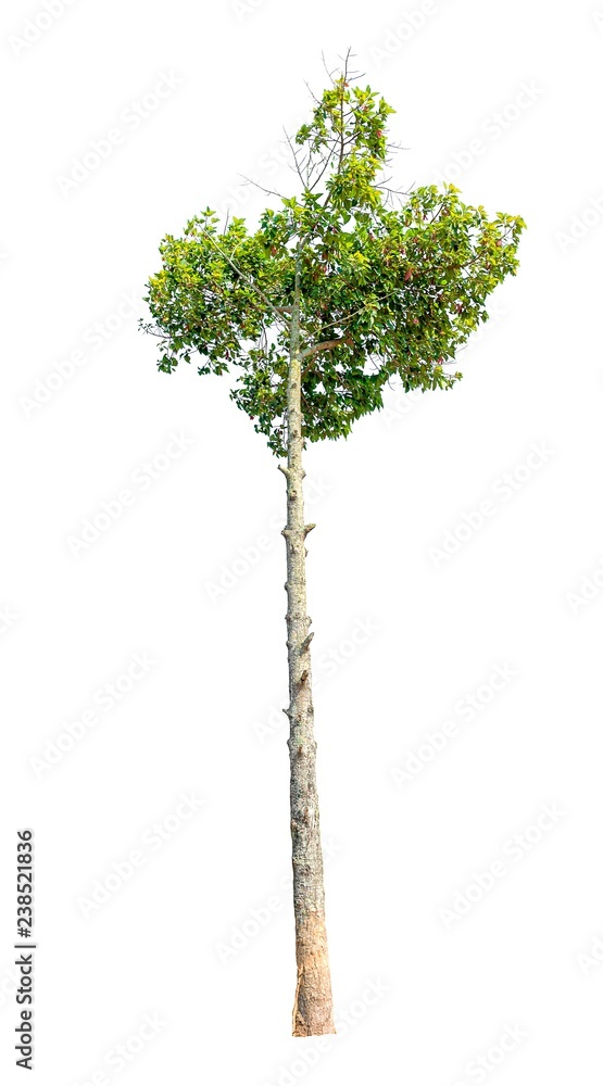 Fototapeta premium Isolated tree on white background.