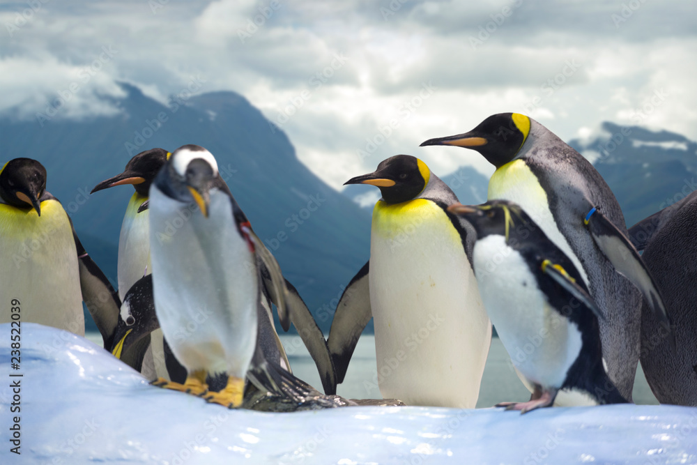 Obraz premium penguins group