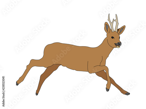 2roe deer vector illustration