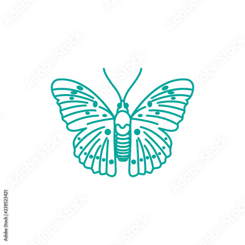 vector illustration of linear butterfly