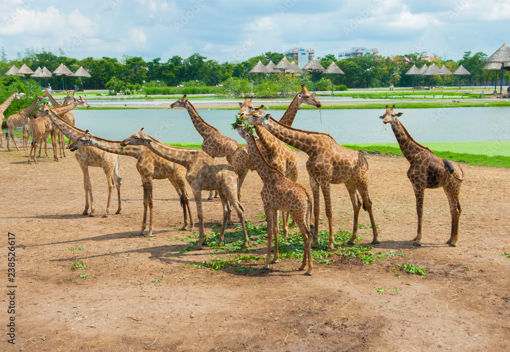 Obraz premium giraffe in the zoo. Safari park in Thailand