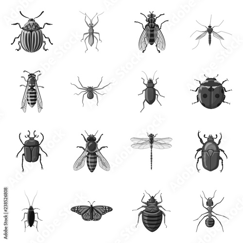 Vector design of insect and fly symbol. Collection of insect and element stock vector illustration. © Svitlana