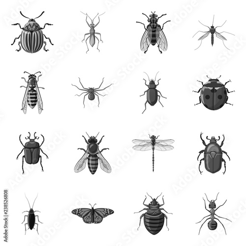 Vector design of insect and fly symbol. Collection of insect and element stock vector illustration.