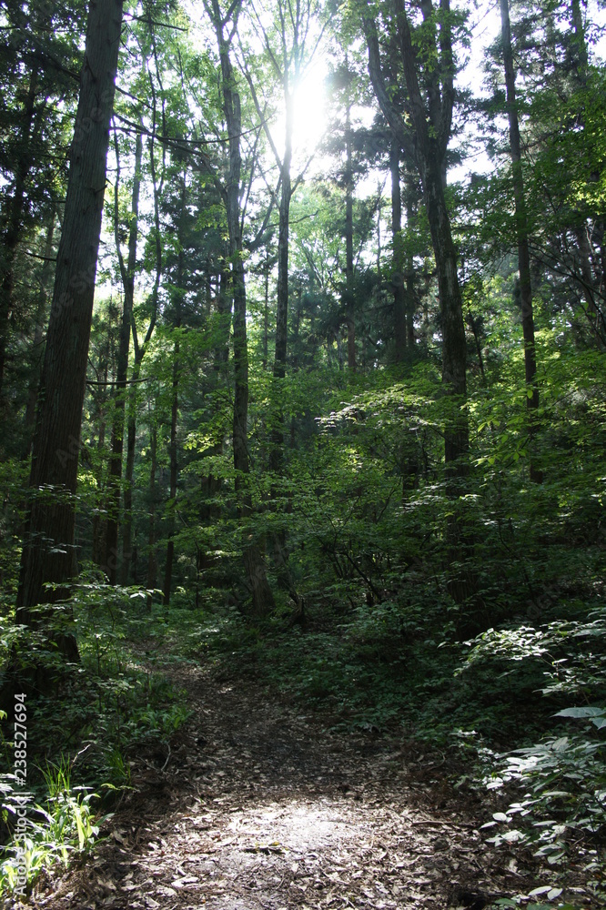 Fototapeta premium 森の中の木漏れ日のスポットライト