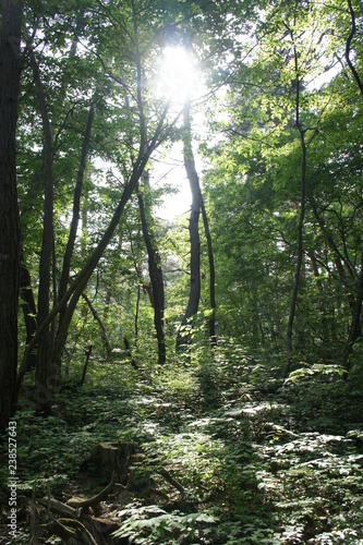 長野の大峰山の森林の木漏れ日