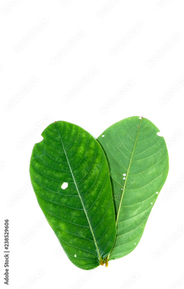 Obraz premium Leaf of Ringworm bush Close up