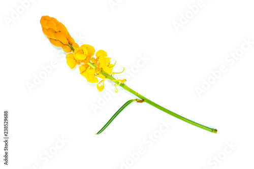 Flower Candelabra bush Close up