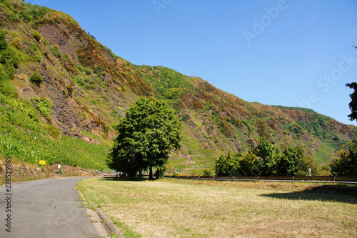 Der Bremmer Calmont, der steilste Weinberg Europas
 photo